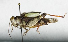 Spharagemon marmorata