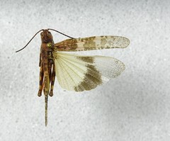Spharagemon campestris