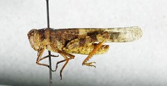Spharagemon campestris