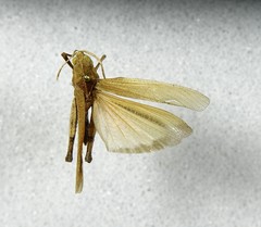 Tomonotus ferruginosus