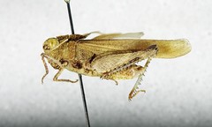 Tomonotus ferruginosus