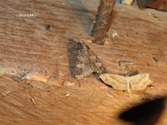Melipotis famelica