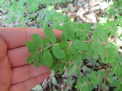 Euphorbia humistrata