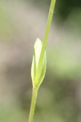 Parnassia parviflora