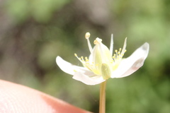 Parnassia parviflora