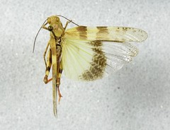 Trimerotropis californica