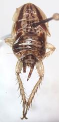 Imblattella chagrensis