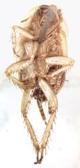Imblattella chagrensis