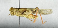 Trimerotropis californica