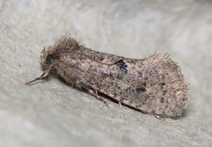 Acrolophus kearfotti