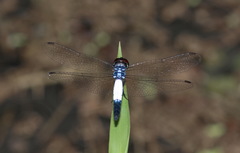 Brachydiplax sobrina
