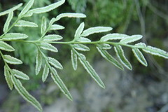 Cryptogramma stelleri image