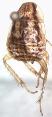 Imblattella chagrensis