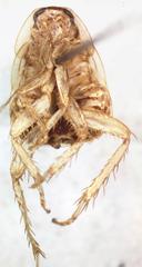 Imblattella chagrensis