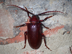 Prionus pocularis