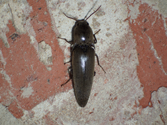 Orthostethus infuscatus