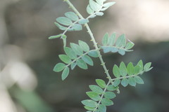 Mimosa malacophylla