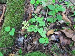 Chrysosplenium flagelliferum