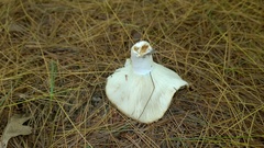 Russula brevipes acrior