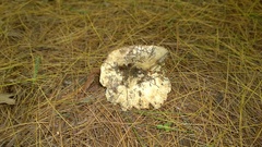 Russula brevipes acrior