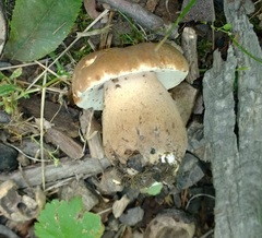Tylopilus ferrugineus