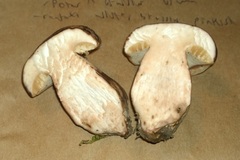 Tylopilus ferrugineus