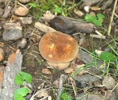 Tylopilus ferrugineus