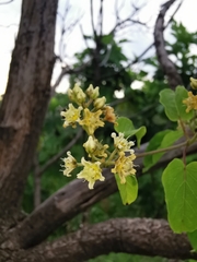 Cynanchum jaliscanum