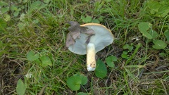 Russula ballouii