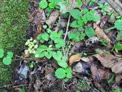 Chrysosplenium flagelliferum
