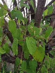 Cynanchum jaliscanum