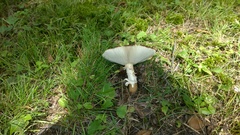Russula ballouii