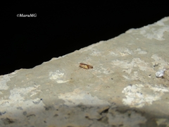 Norvellina pulchella