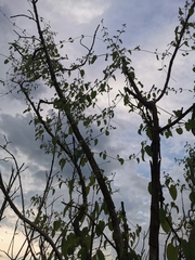 Cynanchum jaliscanum