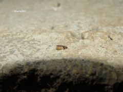 Norvellina pulchella