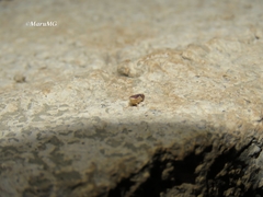 Norvellina pulchella
