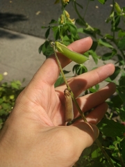 Crotalaria incana