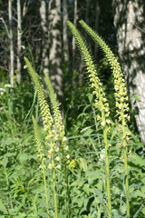 Pedicularis incarnata