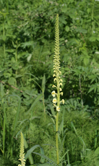 Pedicularis incarnata