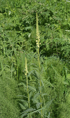 Pedicularis incarnata