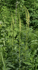 Pedicularis incarnata
