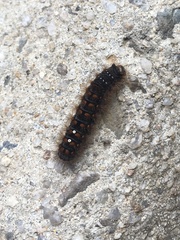 Habrophylla euryzona