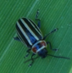 Disonycha pensylvanica