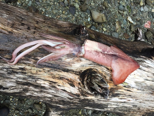 Onychoteuthis borealijaponica