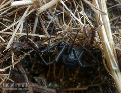 Latrodectus mirabilis