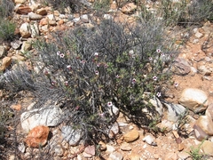 Pachypodium bispinosum