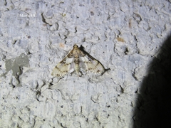 Azochis rufidiscalis