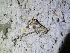 Azochis rufidiscalis