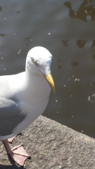Larus argentatus