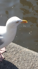 Larus argentatus